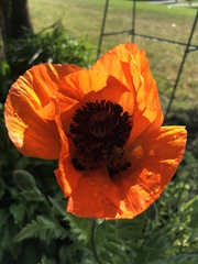 Papaver orientale
