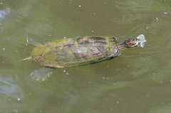 Trachemys scripta elegans