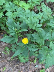 Ranunculus repens