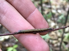 Catocala antinympha