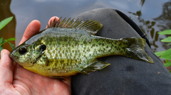 Lepomis microlophus