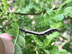 Catocala antinympha
