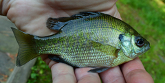 Lepomis macrochirus