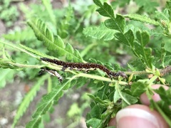 Catocala antinympha