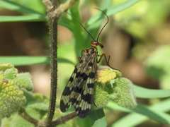 Panorpa meridionalis