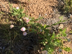 Aphanostephus ramosissimus