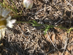 Aphanostephus ramosissimus