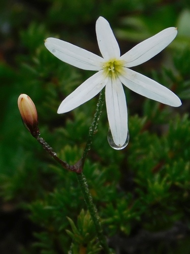 Strumaria spiralis (L'Hér.) W.T.Aiton