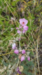 Malacothamnus fasciculatus catalinensis