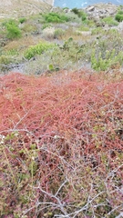 Aphanisma blitoides