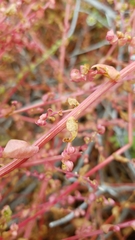 Aphanisma blitoides