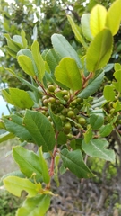 Rhamnus pirifolia