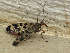 Panorpa meridionalis