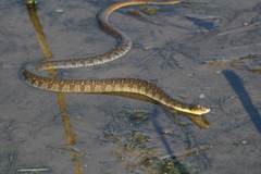 Nerodia erythrogaster