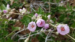 Malacothamnus fasciculatus catalinensis