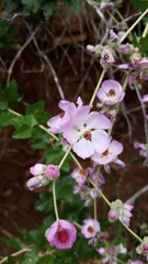 Malacothamnus fasciculatus catalinensis