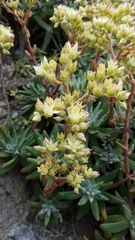 Dudleya virens hassei