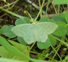 Thalera pistasciaria