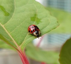 Harmonia axyridis