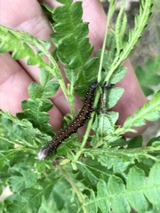 Catocala antinympha