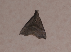 Dichromia occatus