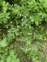 Anthriscus sylvestris