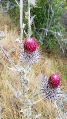 Cirsium occidentale occidentale