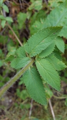 Scrophularia villosa