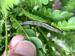 Catocala antinympha