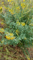 Acmispon dendroideus dendroideus