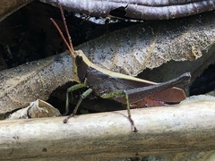 Maculiparia rotundata