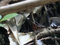 Maculiparia rotundata