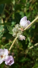 Malacothamnus fasciculatus catalinensis