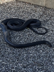 Dolichophis jugularis