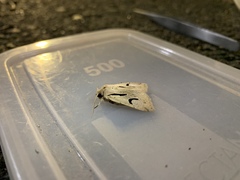 Orthosia nigromaculata