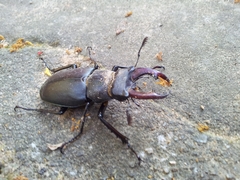 Lucanus cervus turcicus