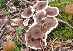 Phellodon tomentosus