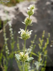 Nepeta italica