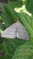 Psammotis pulveralis