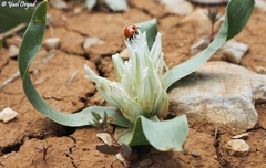 Ornithogalum lanceolatum