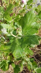 Malacothamnus fasciculatus catalinensis