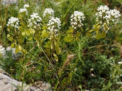 Peltaria angustifolia