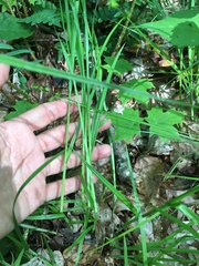 Carex sparganioides