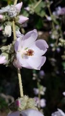 Malacothamnus fasciculatus catalinensis