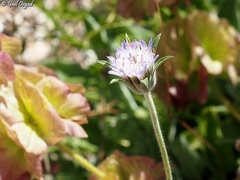 Pterocephalus plumosus