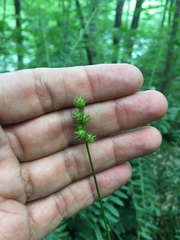 Carex sparganioides