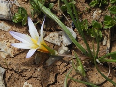 Romulea nivalis