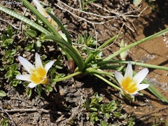 Romulea nivalis