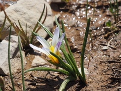 Romulea nivalis