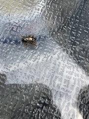 Calligrapha multipunctata